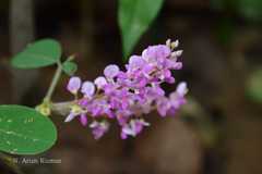 Desmodium concinnum